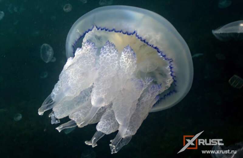 Новости биологии медуз – стрекательные клетки получаются из нейронов